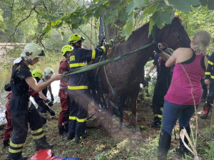 Hasiči zachránili koně, který uvízl v bahně. Použili síť a kladku