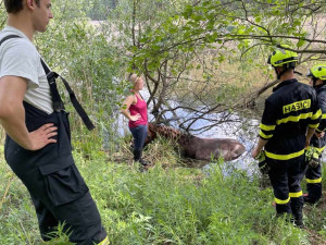 Hasiči zachránili koně, který uvízl v bahně. Použili síť a kladku