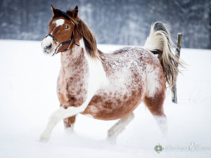 Zuzka věnuje celý svůj život záchraně zvířat. Nyní potřebuje rodačka z Liberce pomoci