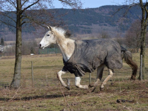 Zuzka věnuje celý svůj život záchraně zvířat. Nyní potřebuje rodačka z Liberce pomoci
