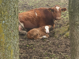 Zuzka věnuje celý svůj život záchraně zvířat. Nyní potřebuje rodačka z Liberce pomoci