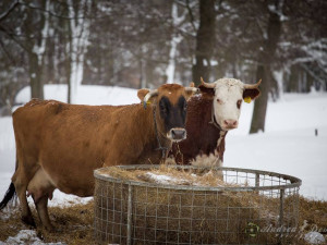 Zuzka věnuje celý svůj život záchraně zvířat. Nyní potřebuje rodačka z Liberce pomoci