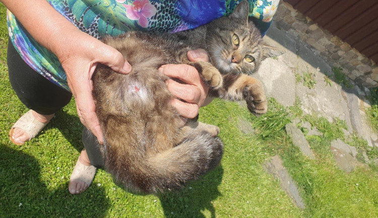 Postřelený kocour v Novém Městě pod Smrkem. 