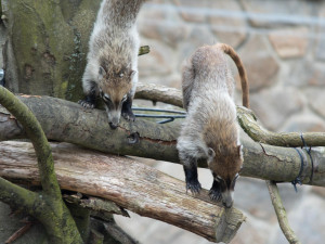 Zoologická zahrada má nové nosály, chce založit chovnou skupinu