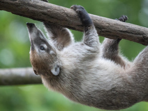 Zoologická zahrada má nové nosály, chce založit chovnou skupinu
