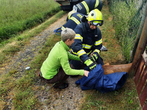 Srnu zaklíněnou v plotě vyprostili hasiči, bez zranění odskákala do louky