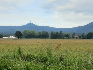Srnu zaklíněnou v plotě vyprostili hasiči, bez zranění odskákala do louky