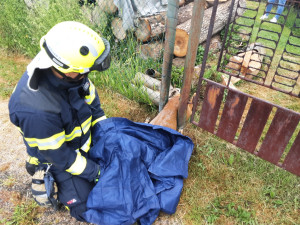 Srnu zaklíněnou v plotě vyprostili hasiči, bez zranění odskákala do louky