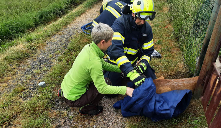 Záchrana srnce v Ostašově.