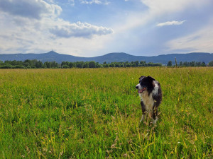 Uklízíte po svém psu? Vyrazili jsme na kontrolu s libereckými strážníky