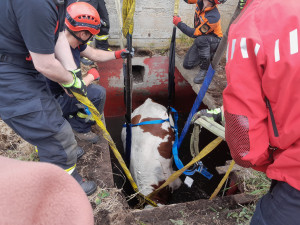 Kráva spadla do septiku, hasiči ji vytáhli ven ve speciální síti