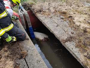 Kráva spadla do septiku, hasiči ji vytáhli ven ve speciální síti