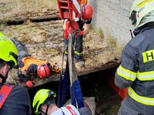 Kráva spadla do septiku, hasiči ji vytáhli ven ve speciální síti