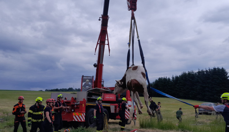 Krávu vytáhli hasiči vyprošťovacím vozem ve speciální síti.