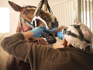 Práce veterináře je věčné balancování mezi osobním životem a prací