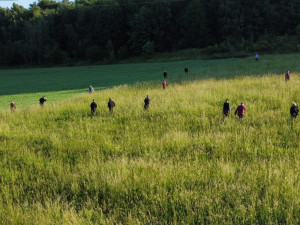 Odsouzení z Rýnovic pomáhali vyhánět srnky z luk před senosečí