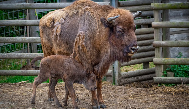 V táborské zoologické zahradě se narodilo další mládě zubra evropského