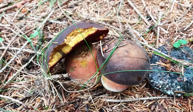 Houbařská sezona pomalu začíná.