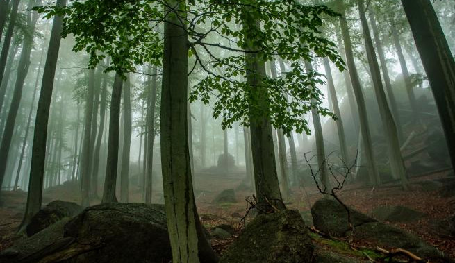 Jizerskohorské bučiny.