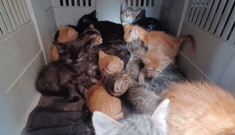 Tři desítky koček živořily v hrozných podmínkách. Policie prověřuje týrání