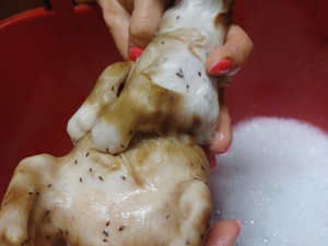 Tři desítky koček živořily v hrozných podmínkách. Policie prověřuje týrání