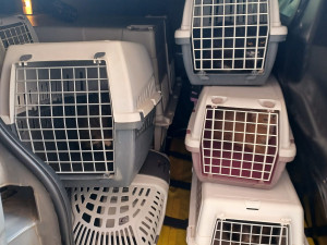 Tři desítky koček živořily v hrozných podmínkách. Policie prověřuje týrání