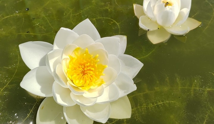 Botanická zahrada rozkvétá, v létě zajděte na lekníny i růže