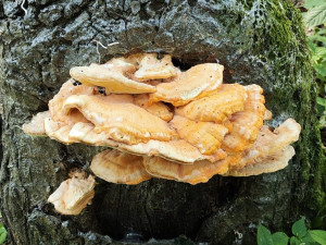 BLOG: Sírovec žlutooranžový, jedlá dřevokazná houba