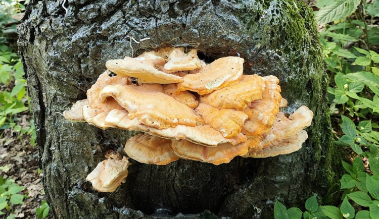 BLOG: Sírovec žlutooranžový, jedlá dřevokazná houba