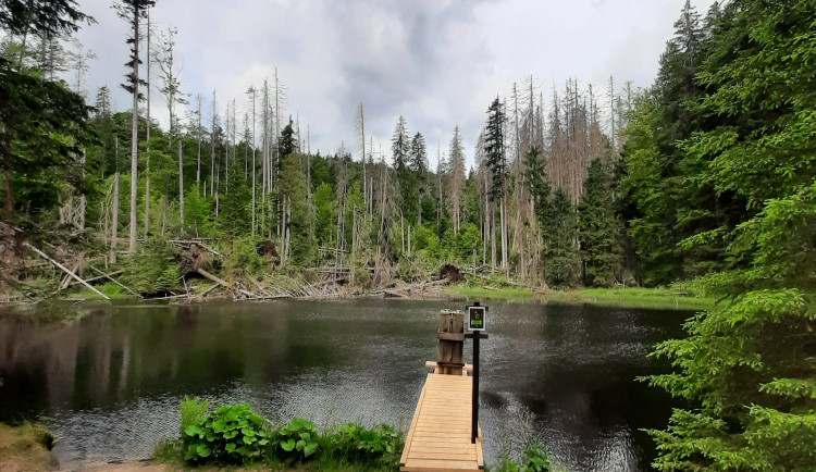 Lidé mohou díky nové stezce opět vidět Boubínský prales