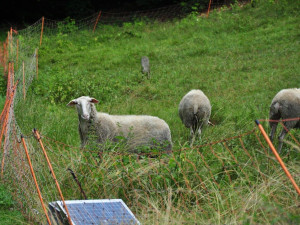 Na vzácné louky v Lukášově se vrátily ovce, postarají se o jejich údržbu