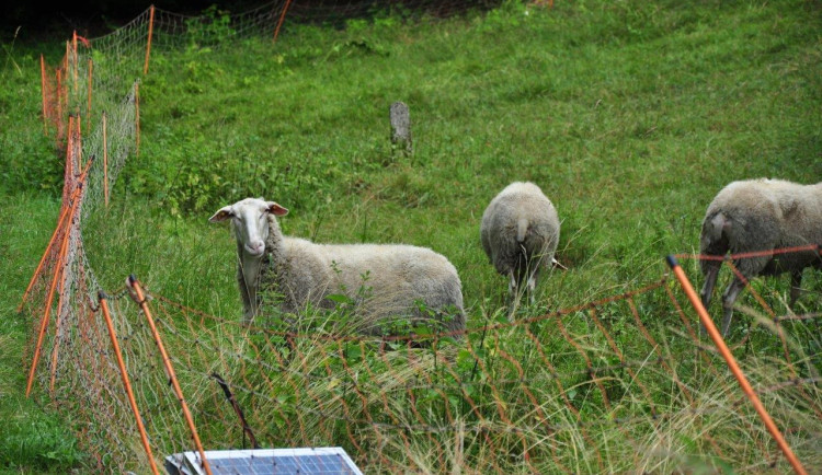 Do Lukášova se vrátili na čas ovce.