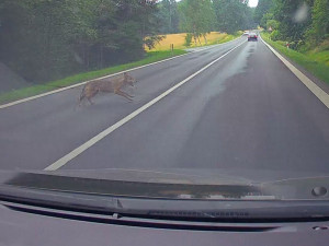 U Cvikova vběhl autu do cesty vlk. Po srážce zmizel v lese