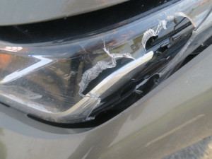 U Cvikova vběhl autu do cesty vlk. Po srážce zmizel v lese