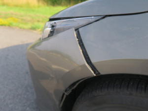 U Cvikova vběhl autu do cesty vlk. Po srážce zmizel v lese