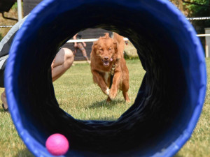 FOTO: Psi a páníčkové z Liberce trénují na výcvikovém táboře ve Sloupu