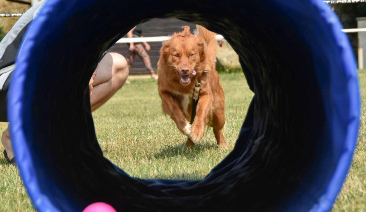 Liberečtí pejskaři tráví část na výcvikovém táboře ve Sloupu.