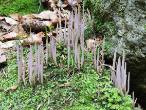 BLOG: Kyjanka purpurová, vzácná houba z Jizerských hor