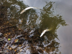 Výkyvy počasí způsobují úhyn ryb. Při koupání vás mohou leklé kusy překvapit