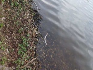 Výkyvy počasí způsobují úhyn ryb. Při koupání vás mohou leklé kusy překvapit