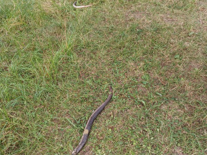 Výkyvy počasí způsobují úhyn ryb. Při koupání vás mohou leklé kusy překvapit