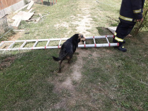 Hasiči zachránili psa, který uvízl v septiku. Zvládli to za pět minut