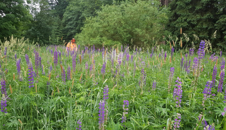Sečení lupiny v Lomnici nad Popelkou.