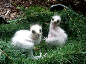 Liberecká zoo má poprvé čtyři mláďata raritního orla nejmenšího