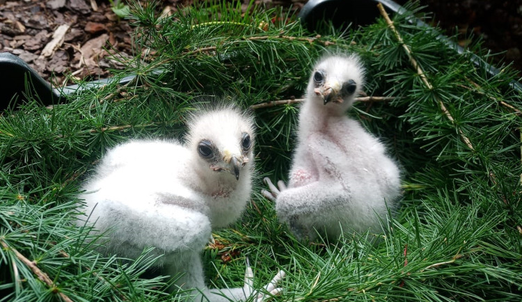 Liberecká zoo má poprvé čtyři mláďata raritního orla nejmenšího