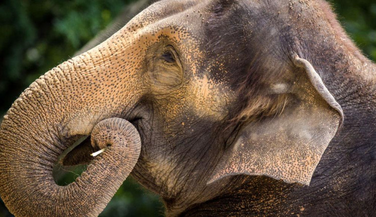 Zoologická oslaví den slonů, vyrazte na komentovanou prohlídku