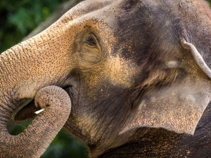 Zoologická oslaví den slonů, vyrazte na komentovanou prohlídku