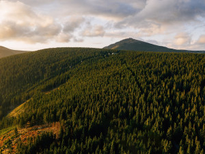 Hranice lesa v Krkonoších oteplováním stoupá půl výškového metru za rok