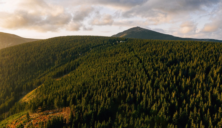 Hranice lesa v Krkonoších oteplováním stoupá půl výškového metru za rok