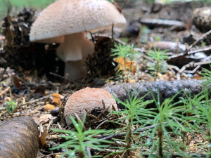 Po deštích se v Česku bude dařit houbám. Nejvíc porostou na horách